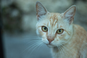 Obraz premium Cute ginger cat looking at the camera. Cat portrait with bokeh and copy space