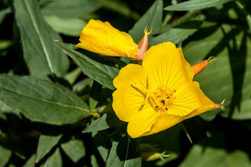 Narrowleaf Evening Primrose (Oenothera tetragona) in garden