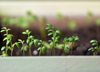 Sprouting seedlings in a box.