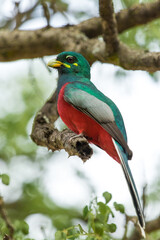 Close up of a Narina Trogon perched on a branch with with a blurred background, South Africa. 