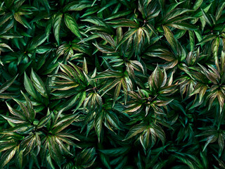 Naklejka na ściany i meble Background of dark green leaves.
