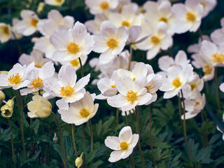 Anemone flowers in the garden.