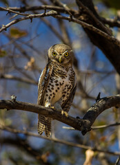 An African Barred Owlet sitting on a branch with blurred blue background, South Africa