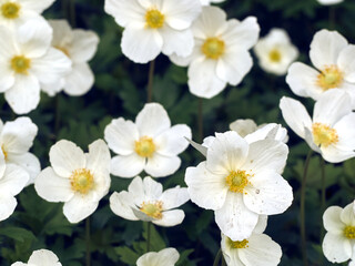 Obraz premium Anemone flowers in the garden.