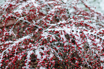 Cotoneaster berries after snowfall. Snow covered bush