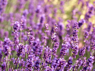 Lavender flowers in flower garden.