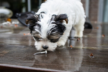 Biewer Yorkshire Terrier Dog puppy in black and white standing on a table outside seen from the front