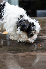 Biewer Yorkshire Terrier Dog puppy in black and white standing on a table outside seen from the side