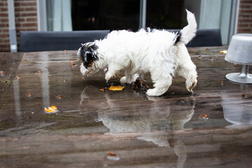 Biewer Yorkshire Terrier Dog puppy in black and white walking on a table outside seen from the side