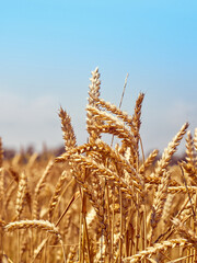 Golden ripe ears of wheat.