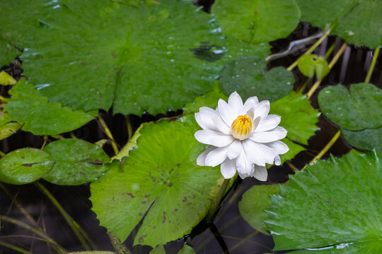 White Nymphaea alba flower of European white water lily and green leaves