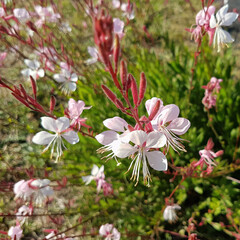 Pink flowers close up. Gaura lindheimeri Siskiyou pink. Green background