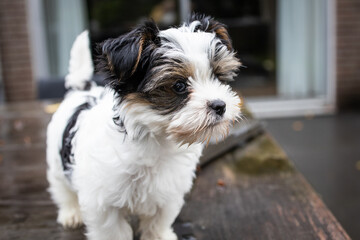 Biewer Yorkshire Terrier Dog puppy in black and white standing on a table outside seen from the front