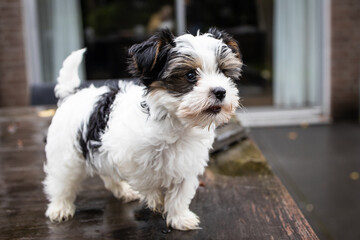 Biewer Yorkshire Terrier Dog puppy in black and white standing on a table outside seen from the side