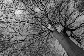 beech tree branches in winter from below in black and white abstract background