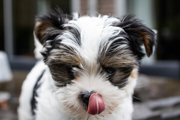 Biewer Yorkshire Terrier Dog puppy in black and white with his tongue out focus on the head seen from the front outside