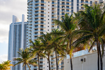 Fototapeta na wymiar Palm trees with buildings