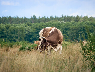 Cows on a green field.