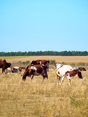 Fototapeta na wymiar Cows on a dry field.
