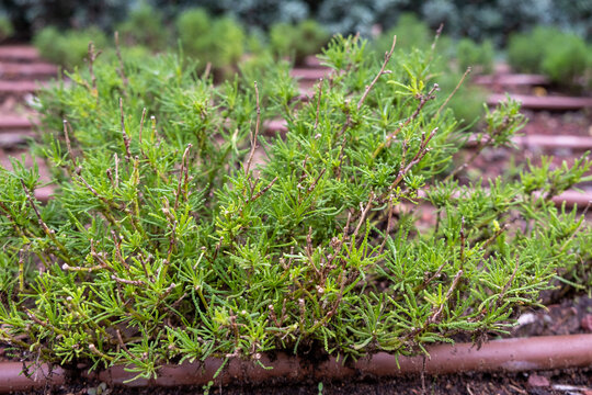 Santolina rosmarinifolia or Green Lavender Cotton or Green Santolina, Holy Flax shrub