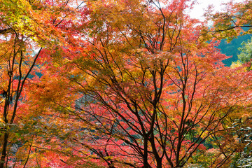 Kyoto, Japan - Autumn leaf color at Yoshiminedera Temple in Kyoto, Japan. The Temple originally built in 1029.