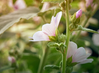 Obraz premium OLYMPUS DIGITAL CAMERA