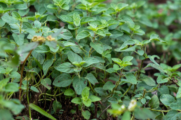 Origanum vulgare, wild marjoram grown at greenhouse