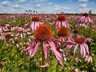 Roter Sonnenhut, Purpur-Sonnenhut, (Echinacea purpurea)
