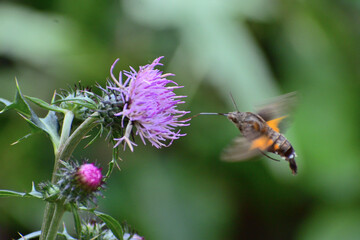 薄いピンクのアザミの蜜を吸っている昆虫