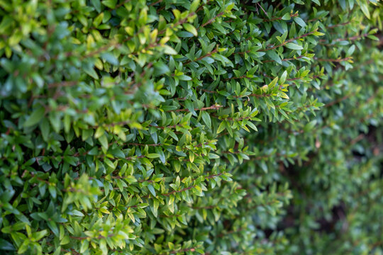 myrtus communis tarentina plant