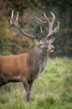 A close up of a red deer stag with grass in his antlers. He has his mouth open showing his teeth