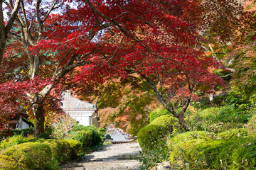 Fototapeta na wymiar Kyoto, Japan - Autumn leaf color at Yoshiminedera Temple in Kyoto, Japan. The Temple originally built in 1029.