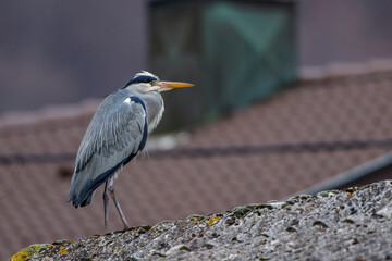 Graureiher (Ardea cinerea)