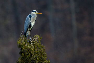 Graureiher (Ardea cinerea)