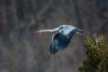 Graureiher (Ardea cinerea)