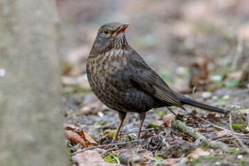 Amsel (Turdus merula) Weibchen