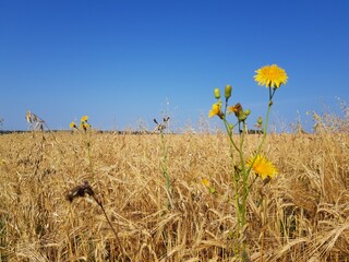 Obraz premium Yellow ears of wheat in the field