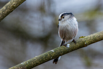 Schwanzmeise (Aegithalos caudatus)