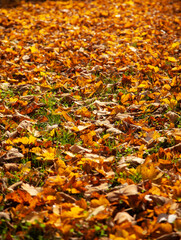 autumn leaves on the ground