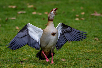 Nilgans (Alopochen aegyptiacus)