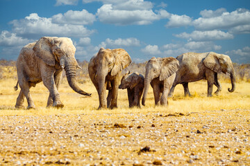 elephant family walk on the african savannah