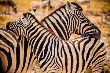 Fototapeta na wymiar two striped zebras cuddle on the background of the savannah