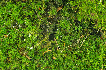 Green moss.Texture. Moss background.