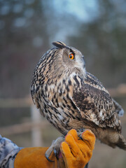 Portrait of an owl sitting on his hand