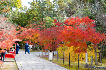 Naklejka premium Kyoto, Japan - Autumn leaf color at Komyoji Temple in Nagaokakyo, Kyoto, Japan. The Temple originally built in 1198.