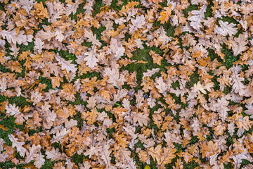 Yellow autumn foliage falling on grass as background