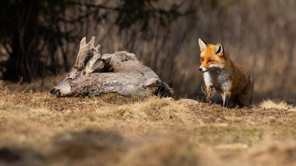 Naklejka na ściany i meble Adult red fox, fox, vulpes vulpes, coming to the carcass on the meadow. Hungry fox observing the dead roe deer on dry field in early springtime. Carnivore hunter walking in the forest clearing.
