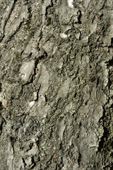 Japanese flowering cherry