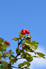 Hawthorn Pauls Scarlet