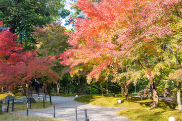 Kyoto, Japan - Autumn leaf color at Nagaoka Tenmangu Shrine in Nagaokakyo, Kyoto, Japan. The Shrine...